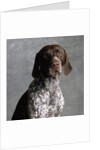 German Pointer by Anonymous