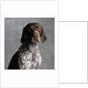 German Pointer by Anonymous