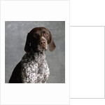 German Pointer by Anonymous