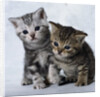 Two Tabby Kittens by Anonymous
