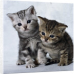 Two Tabby Kittens by Anonymous