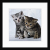 Two Tabby Kittens by Anonymous