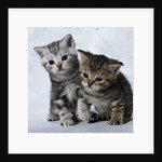 Two Tabby Kittens by Anonymous