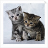 Two Tabby Kittens by Anonymous