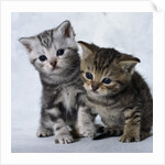 Two Tabby Kittens by Anonymous