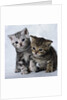 Two Tabby Kittens by Anonymous