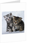 Two Tabby Kittens by Anonymous