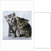Two Tabby Kittens by Anonymous