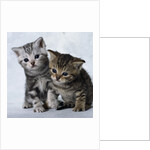 Two Tabby Kittens by Anonymous