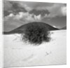 Hills Behind Cluster of Beach Grass by Anonymous