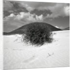 Hills Behind Cluster of Beach Grass by Anonymous