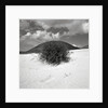 Hills Behind Cluster of Beach Grass by Anonymous