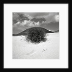 Hills Behind Cluster of Beach Grass by Anonymous
