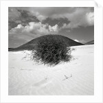 Hills Behind Cluster of Beach Grass by Anonymous