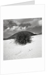Hills Behind Cluster of Beach Grass by Anonymous