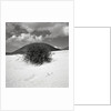 Hills Behind Cluster of Beach Grass by Anonymous