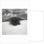 Hills Behind Cluster of Beach Grass by Anonymous