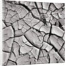 Cracked Desert Mud by Anonymous