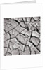 Cracked Desert Mud by Anonymous
