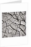 Cracked Desert Mud by Anonymous