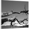 Dead Branches with Lake and Mountains by Anonymous