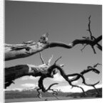 Dead Branches with Lake and Mountains by Anonymous
