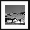 Dead Branches with Lake and Mountains by Anonymous
