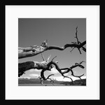Dead Branches with Lake and Mountains by Anonymous