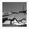 Dead Branches with Lake and Mountains by Anonymous