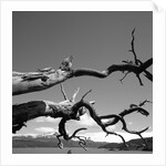 Dead Branches with Lake and Mountains by Anonymous