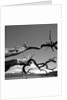 Dead Branches with Lake and Mountains by Anonymous