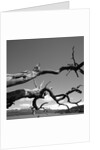 Dead Branches with Lake and Mountains by Anonymous