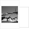 Dead Branches with Lake and Mountains by Anonymous