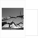Dead Branches with Lake and Mountains by Anonymous