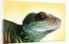 Green Water Dragon by Anonymous