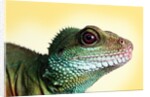 Green Water Dragon by Anonymous