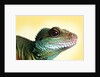 Green Water Dragon by Anonymous