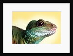 Green Water Dragon by Anonymous
