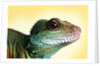Green Water Dragon by Anonymous