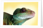 Green Water Dragon by Anonymous