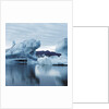 Icebergs Reflected in Water by Anonymous