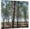 Coniferous Forest by Anonymous