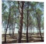 Coniferous Forest by Anonymous