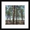 Coniferous Forest by Anonymous