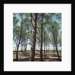 Coniferous Forest by Anonymous