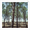 Coniferous Forest by Anonymous
