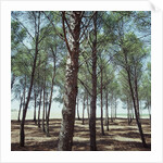 Coniferous Forest by Anonymous