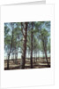Coniferous Forest by Anonymous