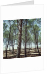 Coniferous Forest by Anonymous