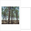 Coniferous Forest by Anonymous